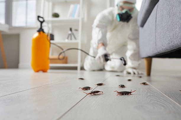 Commercial Kitchen Cockroach Control in Bethalto